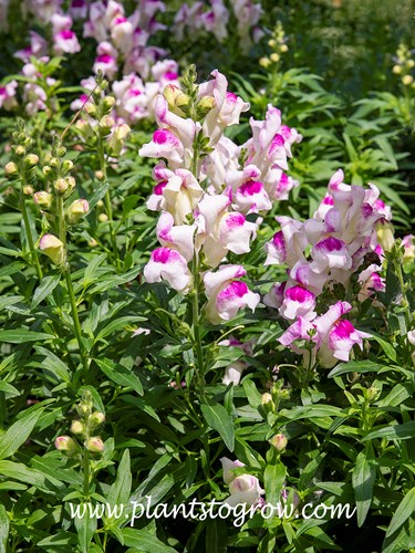 'Princess White with Purple Eye' Snapdragon (Antirrhinum)